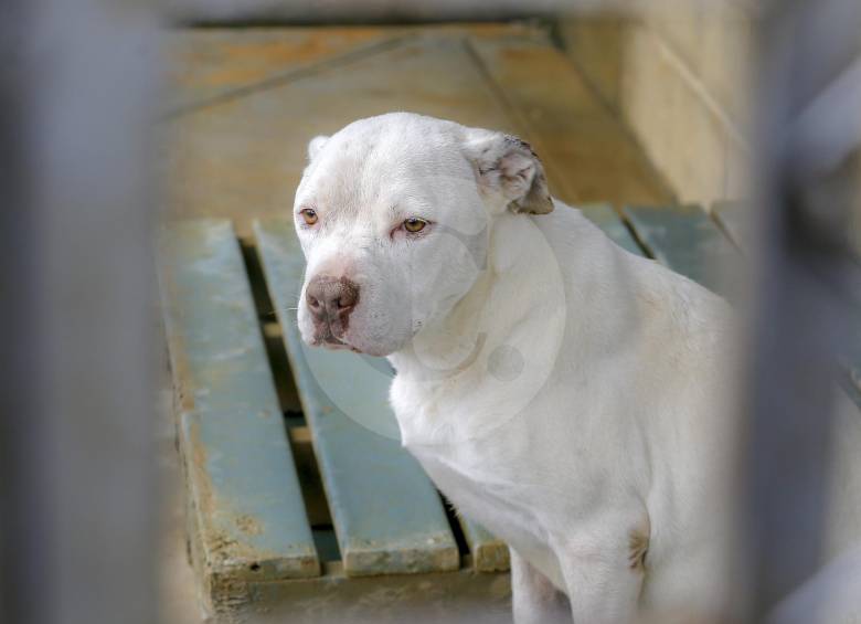 Sultán era como este pitbull blanco que vive en el centro de bienestar animal La Perla, en Medellín. FOTO JUAN ANTONIO SÁNCHEZ