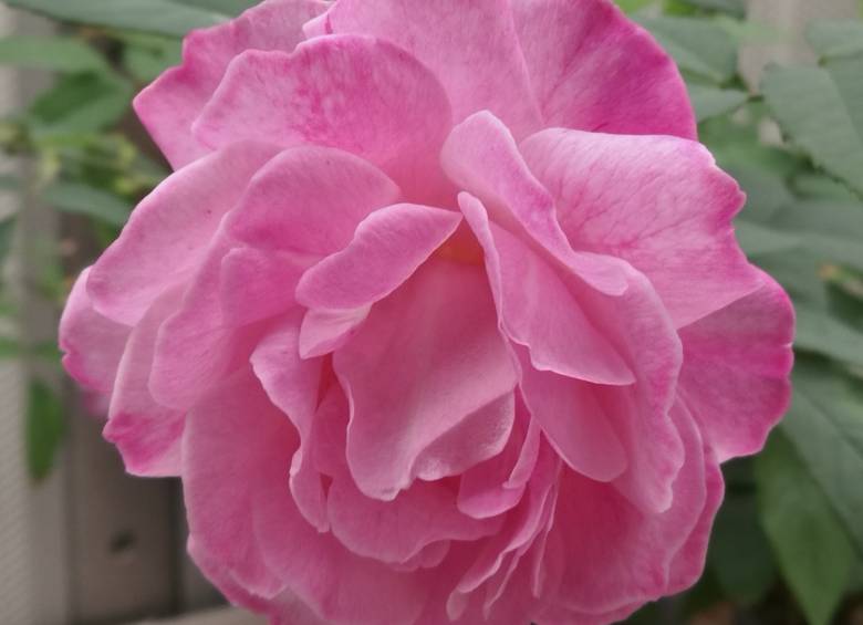 Una rosa Rosa chinensis, especie que sirvió para obtener su genoma. Foto M. Bendahmane
