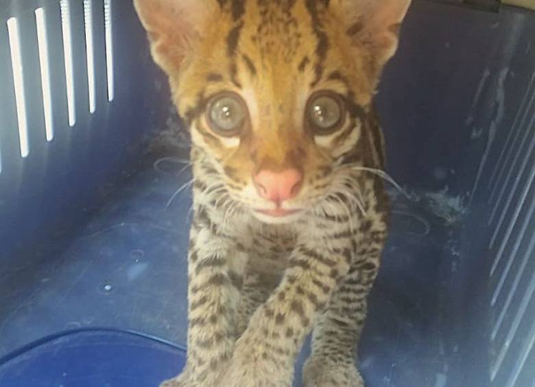 Este ocelote juvenil (o tigrillo) fue rescatado por las autoridades en Puerto Berrío, el cual estaba en poder de una familia de la zona urbana que lo tenía en cautiverio. FOTO cortesía corantioquia