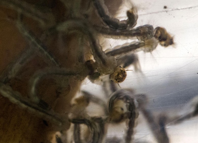 Insectos de diferentes regiones de Antioquia en el Laboratorio De Genética Molecular (Genmol) de la UdeA con los que se busca establecer la variación genética de uno de sus receptores de olor. FOTO Julio césar herrera