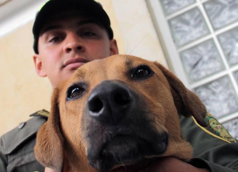 Aunque el patrullero fue atacado varias veces por el perro, este pudo enlazarlo y sacarlo de las aguas. FOTO COLPRENSA
