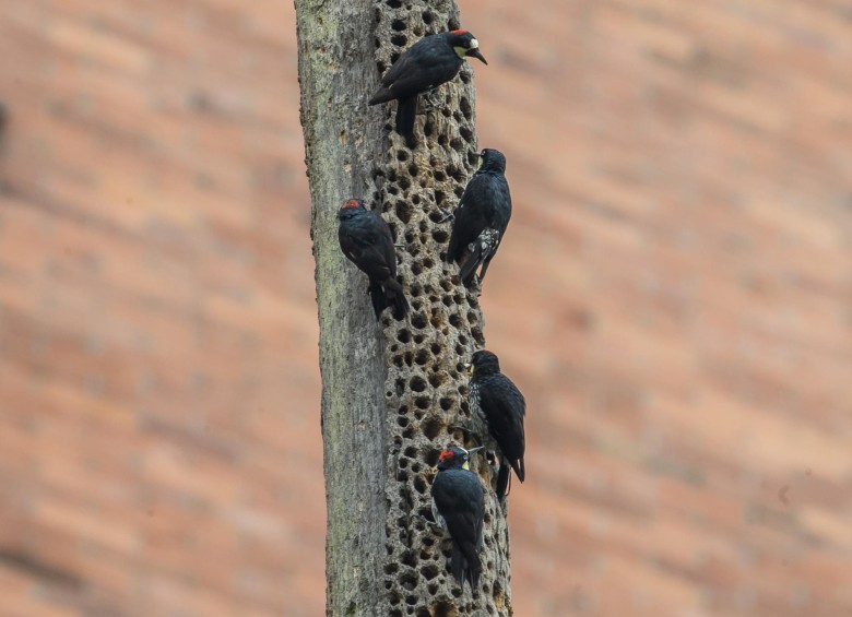 Pájaros Carpinteros: tienen una distribución cosmopolita, lo que permite observarlos con facilidad en parques y bosques de la ciudad. FOTO: JUAN ANTONIO SÁNCHEZ OCAMPO