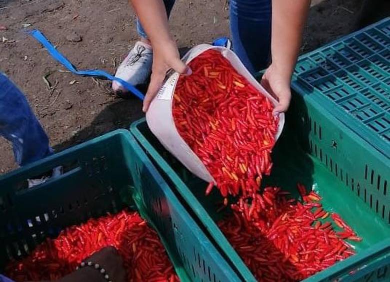 Producción de Ají en Valle del Cauca.