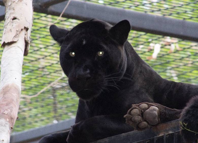 La jaguar tuvo que ser distraída con una botella de agua que lanzaron para que soltara a la mujer, informó CNN. FOTO: @wildlifeworldzoo