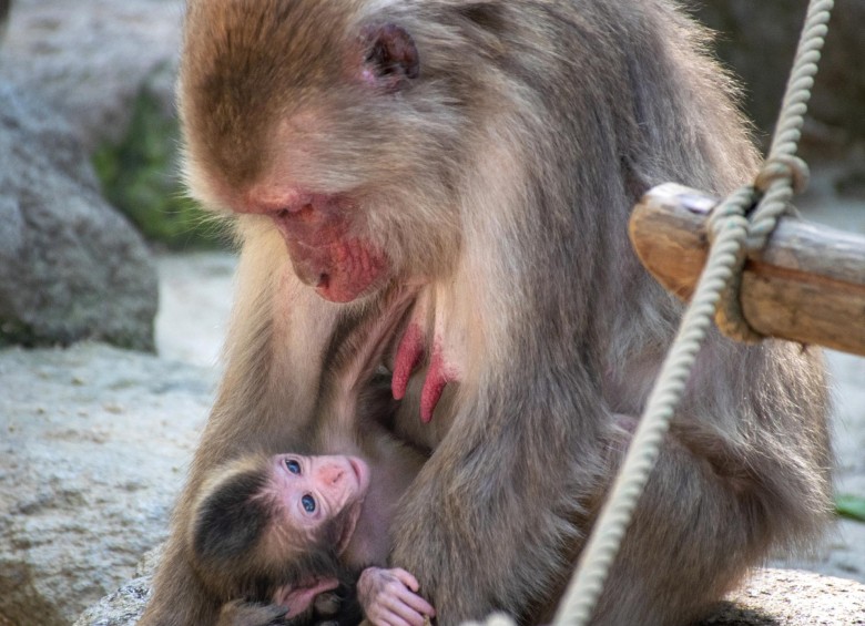 La madre tiene un macaco japonés recién nacido llamado “Reiwa”, el mismo nombre que la nueva era de Japón, en el parque de monos Takasakiyama Natural Zoological Garden en la ciudad de Oita, prefectura de Oita. Foto: JIJI PRENSA / AFP