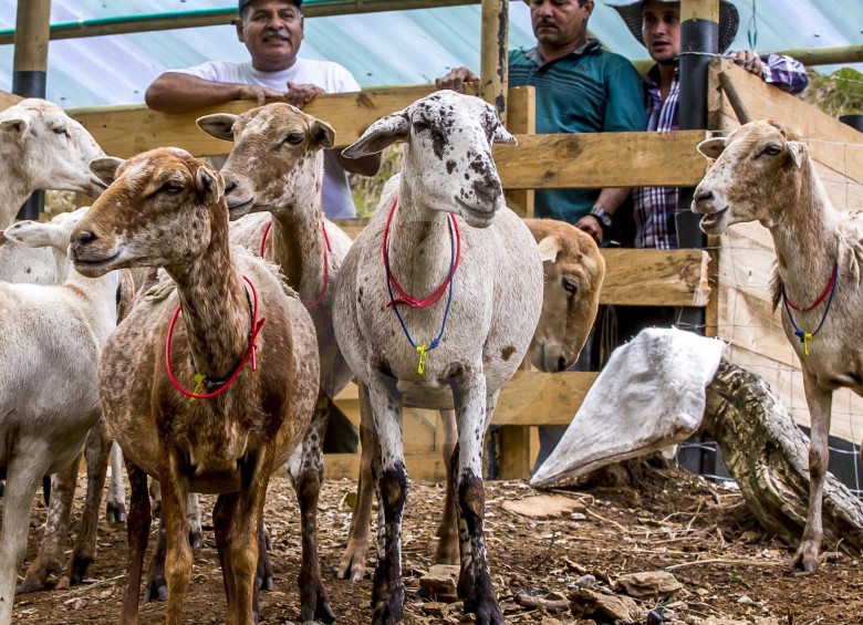 Cría de carneros por parte de excombatientes de Farc concentrados en la vereda Santa Lucía de Ituango. FOTO Juan A. Sánchez