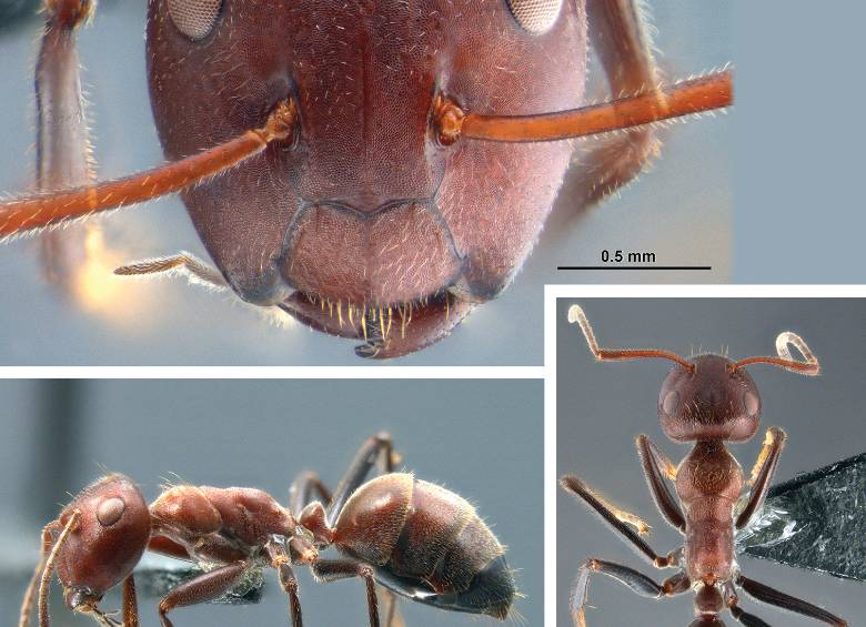 Hormigas explosivas en combate con intrusas. Hacen estallar su cuerpo para deshacerse de las invasoras. Son varias especies con este comportamiento defensivo. FOTO Alexey Kopchinskiy