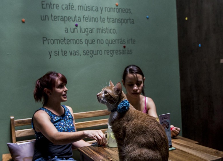 Catcafés de Medellín: el Catfesito y La Gatoría, lugares para compartir con gatos