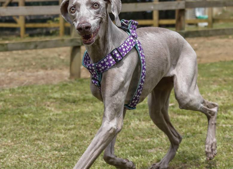 Hannah, una weimaraner. FOTO ROBINSON SÁENZ