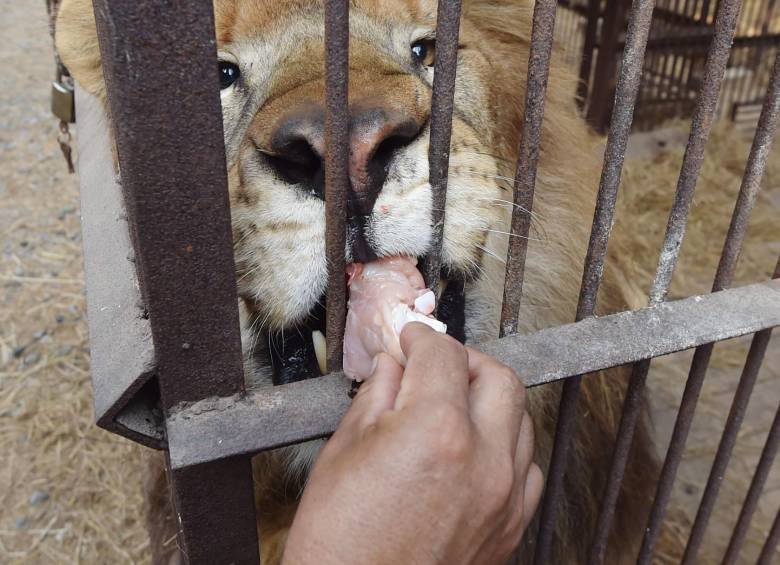  Zeus, Iron, Easy, Shakira, Ojiclaro, Bolillo, Barbie, Junior y Buba, los nueve leones incautados al Circo África en julio de 2014 en Piedecuesta. FOTO AFP