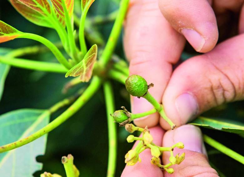 80 % de los cultivos de aguacate hass son de campesinos