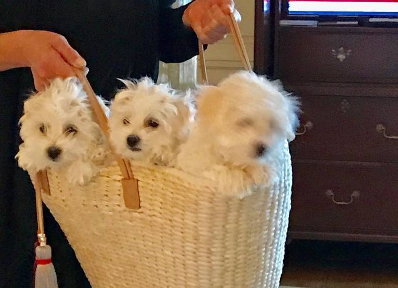 Barbara Streisand tiene sus nuevos perros desde diciembre de 2017. FOTO: @barbrastreisand
