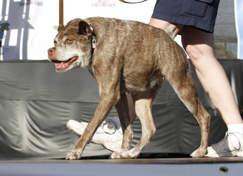 El perro ganador Quasi Modo. FOTO AP