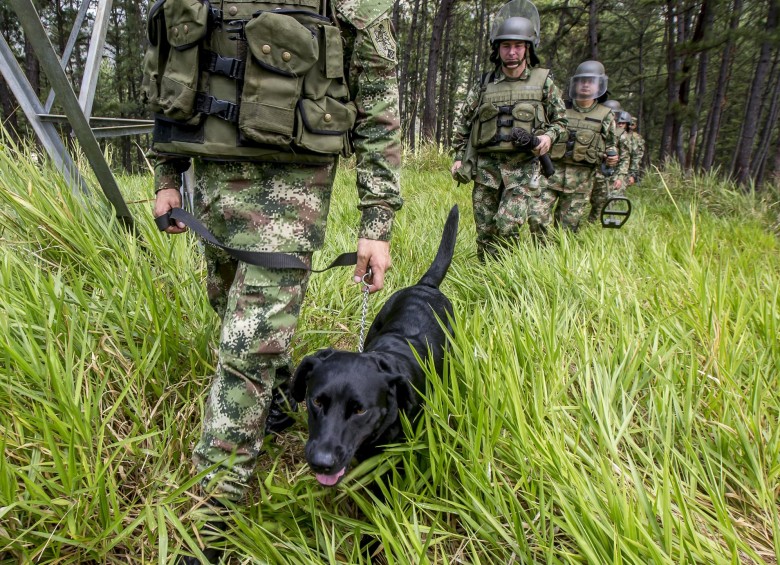 El ejército cuenta con el servicio de 2.197 perros de diferentes razas, de los cuales 1.694 son operacionales, es decir, están en diferentes misiones en el territorio nacional. Foto: Juan Antonio Sánchez