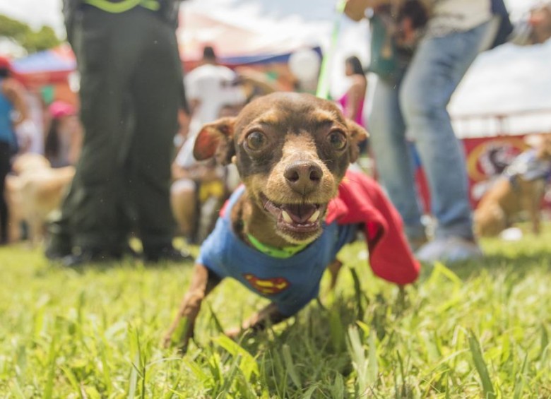 El 21 de julio es el día para celebrar la compañía incondicional de los perros. Foto: Jaime Pérez Múnevar