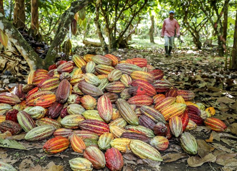 Las primeras subregiones priorizadas en la intervención integral del agro serían Urabá (foto), Bajo Cauca y el Oriente antioqueño. Aquí un colorido cultivo de cacao. FOTO Juan Antonio Sánchez
