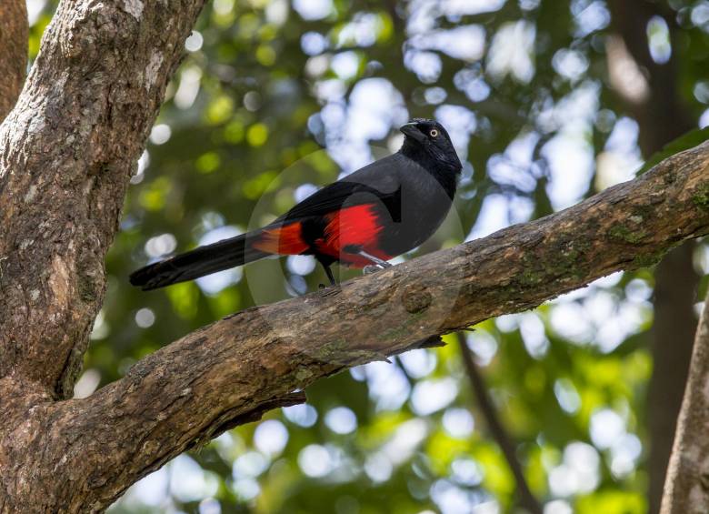 Hypophyrrhus pyrohypogaster (Cacique candela)