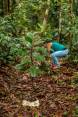 La ONG Saving The Amazon trabaja de la mano del Gran Resguardo Indígena del Vaupés para reforestar. FOTO cortesía