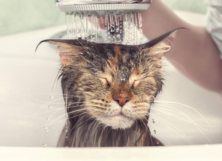 Dicen los especialistas que los gatos no necesitan baños cosméticos. Otros aseguran que se pueden espaciar pero si es importante. Foto Sstock