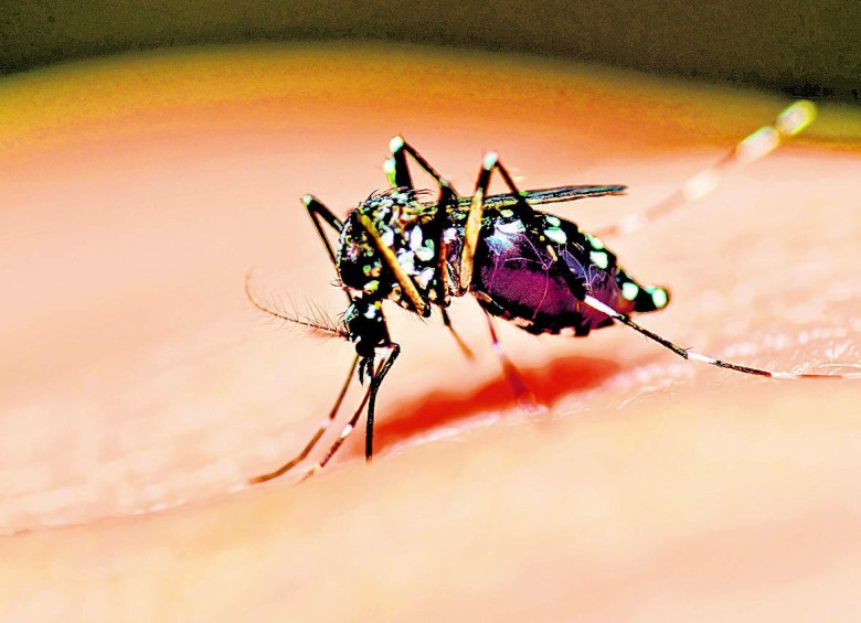 El Chikungunya está presente en gran parte del país y hasta el momento las cifras del Instituto ya han confirmado cerca de 10.453 casos nuevos del virus. FOTO COLPRENSA