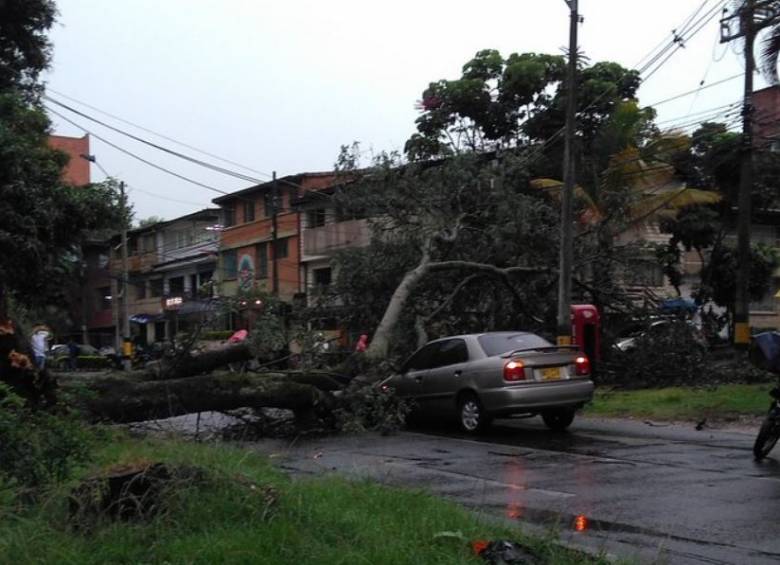 Árbol caído en el barrio El Velódromo, en el occidente de Medellín. FOTO CHRISTIAN RESTREPO