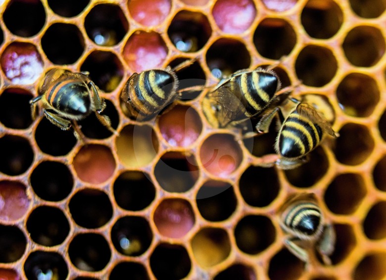 Abejas Apis mellifera sellando las celdas. Son las más utilizadas para producir miel, todavía no tanto para polinizar cultivos, actividad en la cual serían una ayuda para el agricultor. FOTOS Esteban Vanegas