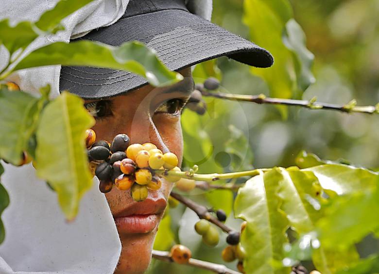 En épocas de cosecha, una de las dificultades de la caficultura es conseguir personal para recolectar los granos. FOTO El Colombiano