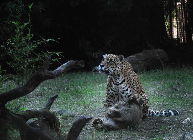 El zoológico permanecerá cerrado hasta las vacaciones de invierno, que en Argentina arrancan el 18 de julio, fecha en la que reabrirá como ecoparque. FOTO Zoológico de Buenos Aires