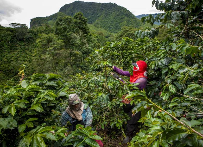 Empezó el pico de la cosecha cafetera en Antioquia y todavía se necesita un 60 % de los recolectores. Foto Camilo Suárez