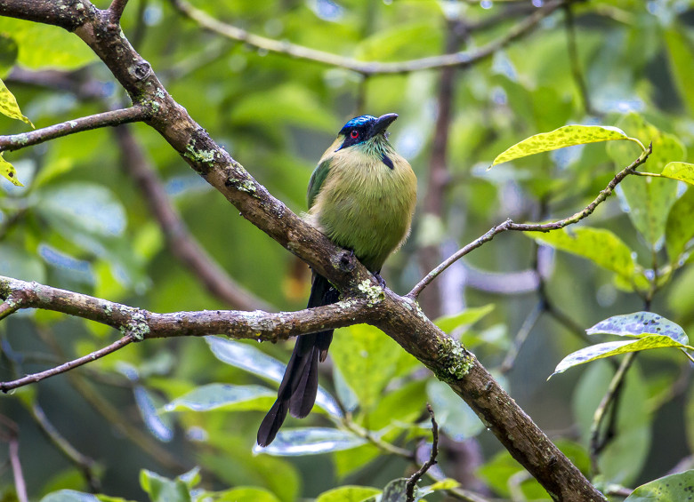 El Barranquero, también llamado Soledad, por permanecer solo o pájaro péndulo por la forma de su cola. FOTO: JUAN ANTONIO SÁNCHEZ OCAMPO