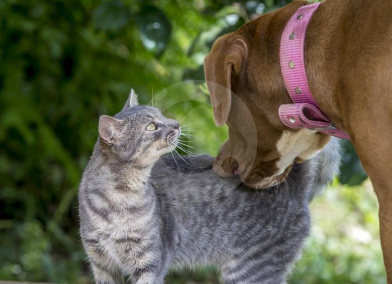 La OMS dice que “no hay datos que indiquen que los animales de compañía o mascotas como los gatos y los perros hayan sido infectados o puedan propagar el virus causante de la covid-19”. FOTO Juan Antonio Sánchez
