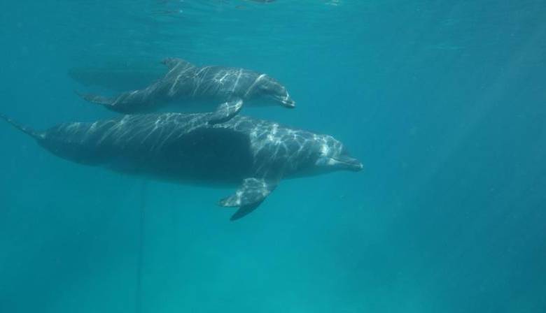 Los delfines están en el oceanario de Islas del Rosario. FOTO EL UNIVERSAL