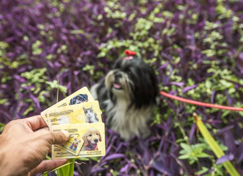1-Las cédulas permiten que una mascota extraviada sea identificada y su dueño contactado fácilmente. 2-Viviana Cano, gestora de la idea. FOTO camilo suárez