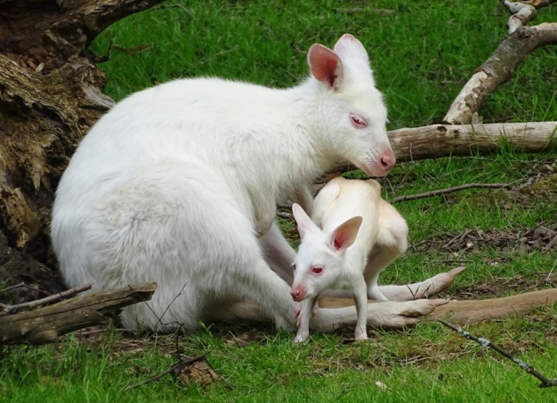  Zoológico de Neunkirchen muestra al canguro albino “Floeckchen” y su bebé en la isla. Foto: AFP
