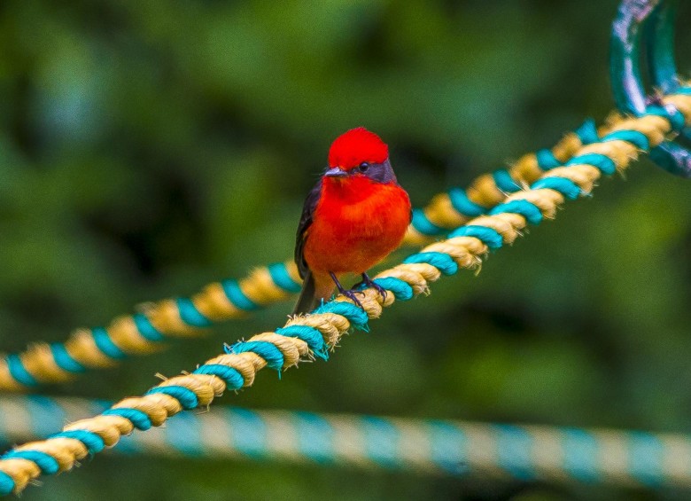 Titiribí Pechirrojo. Foto Juan Antonio Sánchez O.