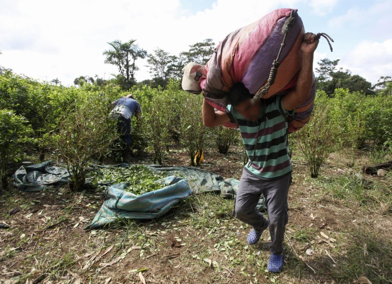  Colombia incautó el 38 % del total de cocaína a nivel mundial en el 2017. FOTO MANUEL SALDARRIAGA QUINTERO.
