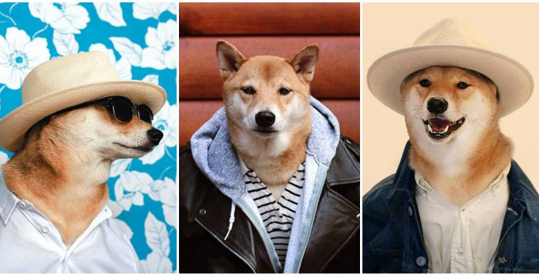 Estos son varios de los atuendos usados por Bodhi y subidos hasta ahora a su cuenta en Instagram Menswear Dog.