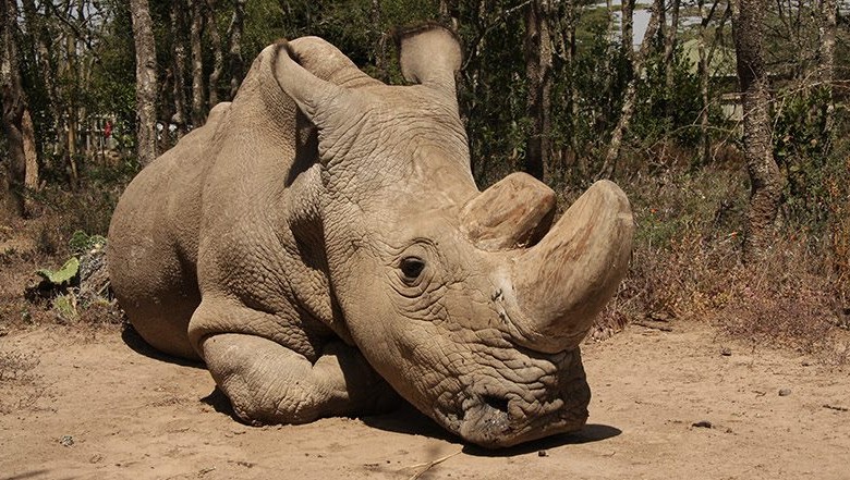 Sudán, el último macho de los rinocerontes blancos, agoniza. Foto Ol Pejeta/Facebook