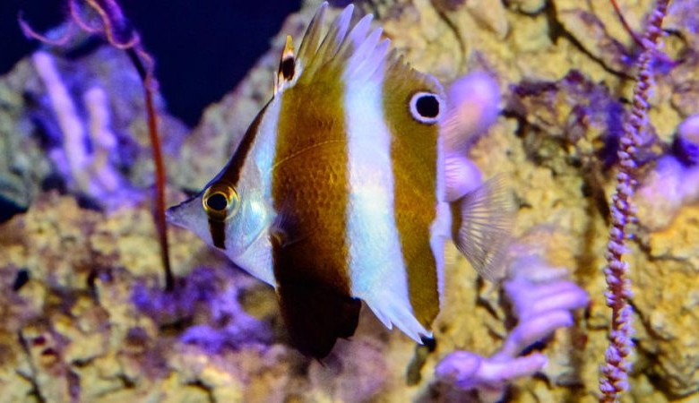 Esta es uno de los peces descubiertos, un pez mariposa de colores llamativos, con una migración de hasta 10.000 kilómetros. FOTO Academia de Ciencias de California