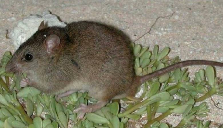 La pequeña rata melomys de Bramble Cay que se consdiera extinguida. Foto Gobierno de Queensland