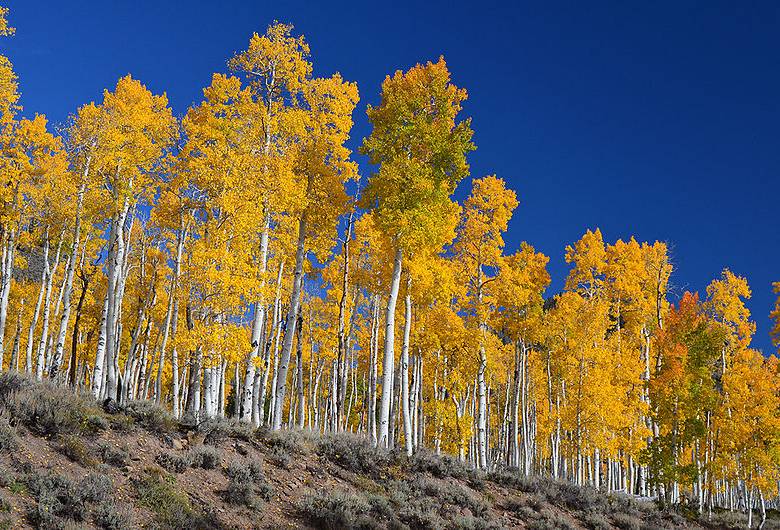 El álamo temblón de Utah es un solo organismo y está amenazado. Foto Usda