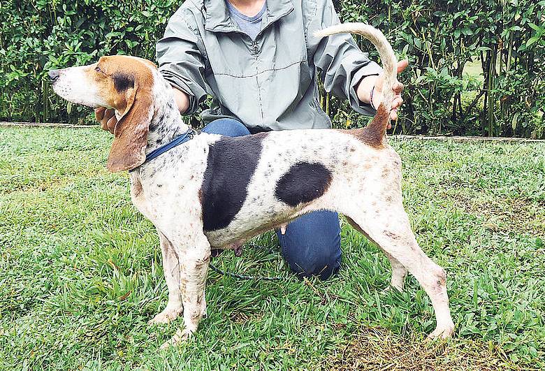 Cuatro características para definir una raza canina: “que tengan la misma función (trabajo, cacería, compañía), que compartan el hábitat, que las características fenotípicas se den a través de las generaciones, y que los criadores los consideren una raza. FOTO Cortesía Universidad Nacional