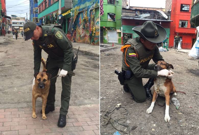 En El Bronx encontraron decenas de perros, gatos y hasta peceras