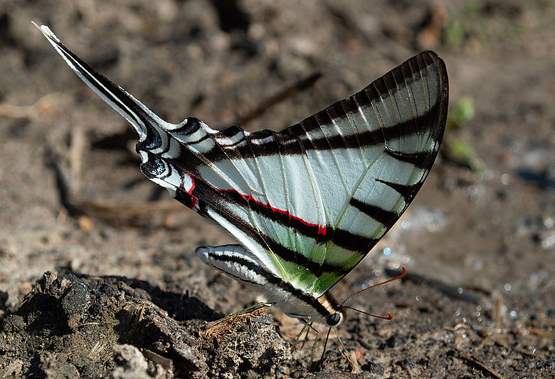 Una de las mariposas identificadas en la Orinoquia. Foto Universidad Nacional