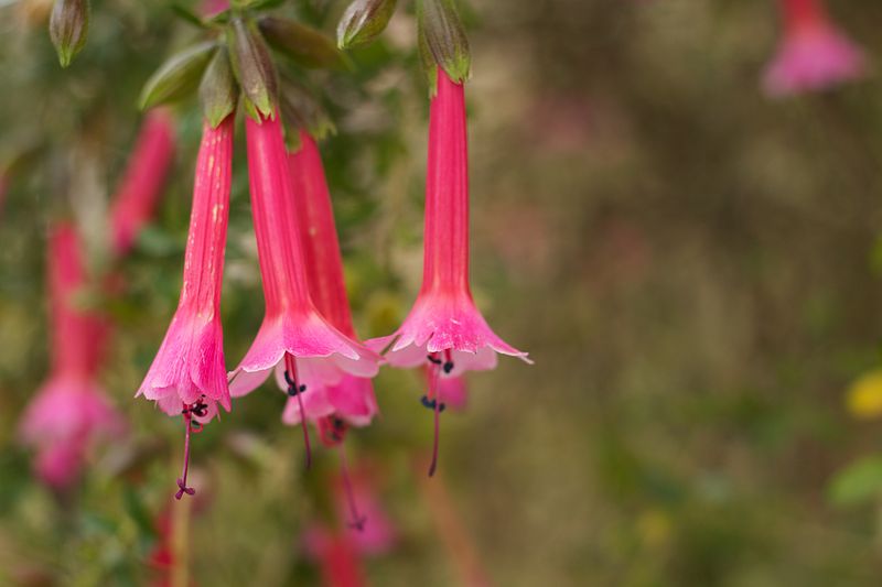 País: Perú. Flor: cantuta (Cantua buxifolia).