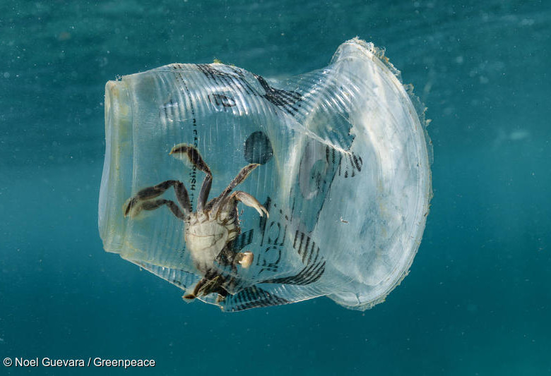 El cangrejo dentro del vaso de plástico. Foto cortesía Greenpeace