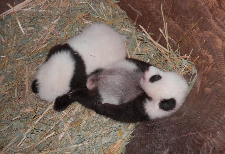Estos son los pandas gemelos que nacieron en agosto pasado. FOTO Zoológico de Viena
