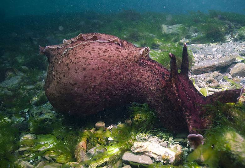 Especie de caracol, Aplysica californcia, en la cual se pasaron recuerdos de un individuo a otro. Foto NOAA