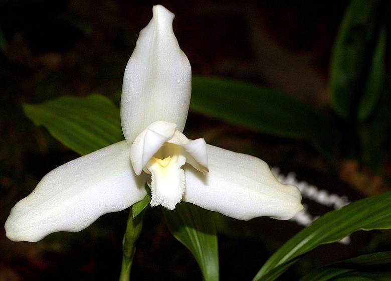 País: Guatemala. Flor: monja blanca (Lycaste skinneri).