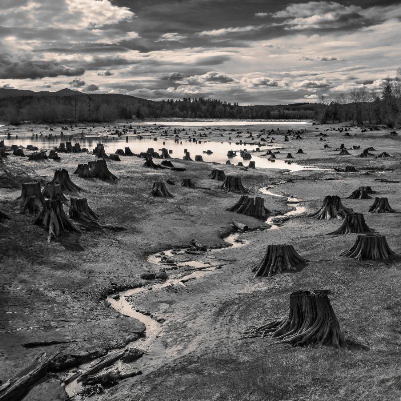 Ganador subcategoría Paisaje, Título: “Stumps, Alder Lake, Nisqually River”. Autor: Hal Gage (EE.UU). Foto Sony World Photography Awards 2019